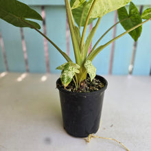 Load image into Gallery viewer, #R120 Alocasia Odora Batik