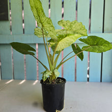 Load image into Gallery viewer, #R120 Alocasia Odora Batik
