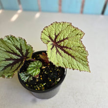 Load image into Gallery viewer, #R105 Begonia Unknown
