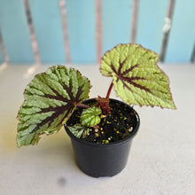 Load image into Gallery viewer, #R105 Begonia Unknown