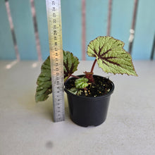 Load image into Gallery viewer, #R105 Begonia Unknown