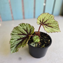 Load image into Gallery viewer, #R105 Begonia Unknown