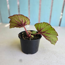 Load image into Gallery viewer, #R105 Begonia Unknown
