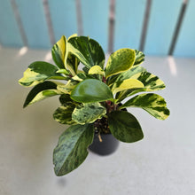 Load image into Gallery viewer, #R482 Peperomia - Robyn Ganley Seedling