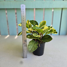 Load image into Gallery viewer, #R482 Peperomia - Robyn Ganley Seedling