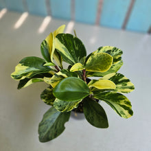 Load image into Gallery viewer, #R482 Peperomia - Robyn Ganley Seedling