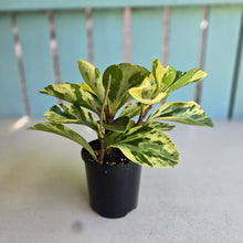 Load image into Gallery viewer, #R482 Peperomia - Robyn Ganley Seedling