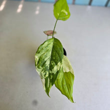 Load image into Gallery viewer, #D4 Aglaonema Modestum Variegatum - Plus Free Caladium