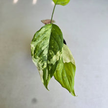 Load image into Gallery viewer, #D4 Aglaonema Modestum Variegatum - Plus Free Caladium