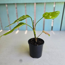 Load image into Gallery viewer, #D4 Aglaonema Modestum Variegatum - Plus Free Caladium