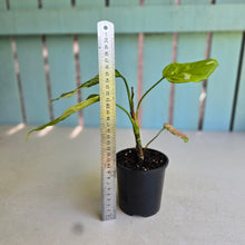 Load image into Gallery viewer, #D4 Aglaonema Modestum Variegatum - Plus Free Caladium