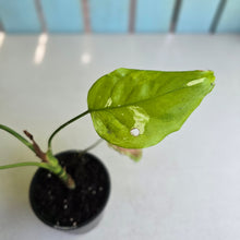 Load image into Gallery viewer, #D4 Aglaonema Modestum Variegatum - Plus Free Caladium