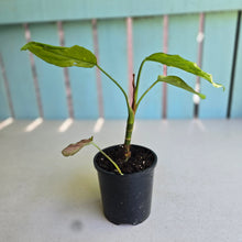 Load image into Gallery viewer, #D4 Aglaonema Modestum Variegatum - Plus Free Caladium