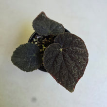Load image into Gallery viewer, #R18 Begonia 'Black Narcissus'