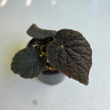 Load image into Gallery viewer, #R18 Begonia 'Black Narcissus'