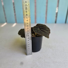 Load image into Gallery viewer, #R18 Begonia 'Black Narcissus'