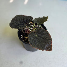 Load image into Gallery viewer, #R18 Begonia 'Black Narcissus'