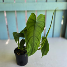 Load image into Gallery viewer, #R40 Philodendron Sharoniae