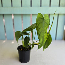 Load image into Gallery viewer, #R40 Philodendron Sharoniae