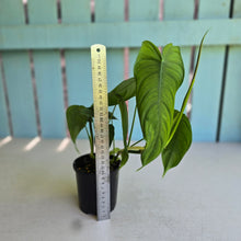 Load image into Gallery viewer, #R40 Philodendron Sharoniae
