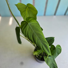 Load image into Gallery viewer, #R40 Philodendron Sharoniae
