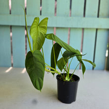 Load image into Gallery viewer, #R40 Philodendron Sharoniae