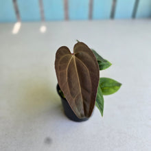 Load image into Gallery viewer, #R8 Three x Anthurium (Magnificum x Papillilaminum) x