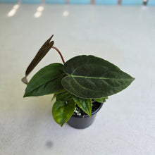 Load image into Gallery viewer, #R8 Three x Anthurium (Magnificum x Papillilaminum) x