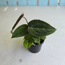 Load image into Gallery viewer, #R8 Three x Anthurium (Magnificum x Papillilaminum) x