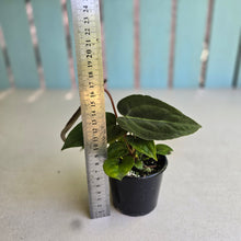 Load image into Gallery viewer, #R8 Three x Anthurium (Magnificum x Papillilaminum) x