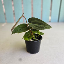 Load image into Gallery viewer, #R8 Three x Anthurium (Magnificum x Papillilaminum) x