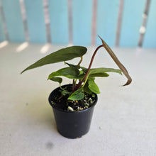 Load image into Gallery viewer, #R8 Three x Anthurium (Magnificum x Papillilaminum) x