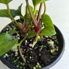 Load image into Gallery viewer, #R8 Three x Anthurium (Magnificum x Papillilaminum) x
