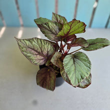 Load image into Gallery viewer, #RA15 Begonia Unknown