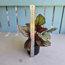 Load image into Gallery viewer, #RA15 Begonia Unknown