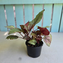 Load image into Gallery viewer, #RA15 Begonia Unknown