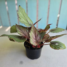 Load image into Gallery viewer, #RA15 Begonia Unknown