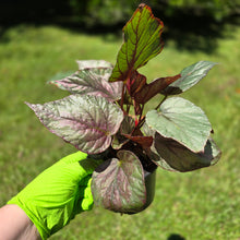 Load image into Gallery viewer, #RA15 Begonia Unknown