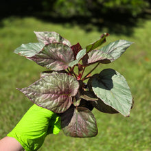 Load image into Gallery viewer, #RA15 Begonia Unknown