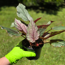 Load image into Gallery viewer, #RA15 Begonia Unknown
