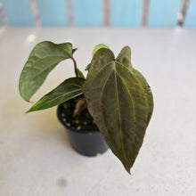 Load image into Gallery viewer, #RD47 Three x Anthurium (Magnificum x Papillilaminum) x