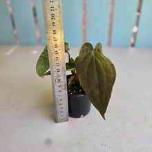 Load image into Gallery viewer, #RD47 Three x Anthurium (Magnificum x Papillilaminum) x