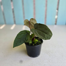 Load image into Gallery viewer, #RD47 Three x Anthurium (Magnificum x Papillilaminum) x