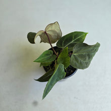 Load image into Gallery viewer, #RD47 Three x Anthurium (Magnificum x Papillilaminum) x