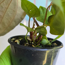 Load image into Gallery viewer, #RD47 Three x Anthurium (Magnificum x Papillilaminum) x