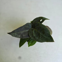Load image into Gallery viewer, #R400 Two x Anthurium (Magnificum x Papillilaminum) x