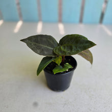 Load image into Gallery viewer, #R400 Two x Anthurium (Magnificum x Papillilaminum) x