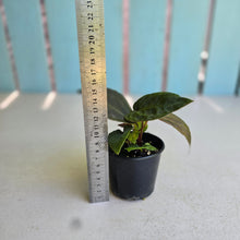 Load image into Gallery viewer, #R400 Two x Anthurium (Magnificum x Papillilaminum) x