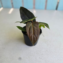Load image into Gallery viewer, #R400 Two x Anthurium (Magnificum x Papillilaminum) x