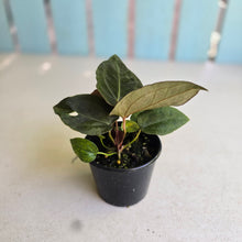 Load image into Gallery viewer, #R400 Two x Anthurium (Magnificum x Papillilaminum) x